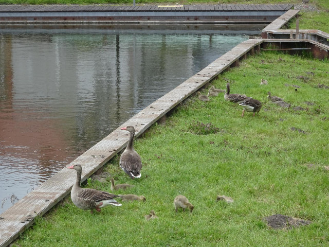 Geese and their goslings.