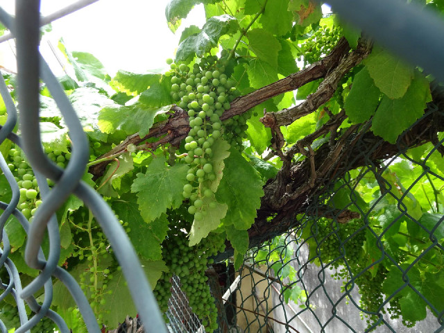 Grapes.
