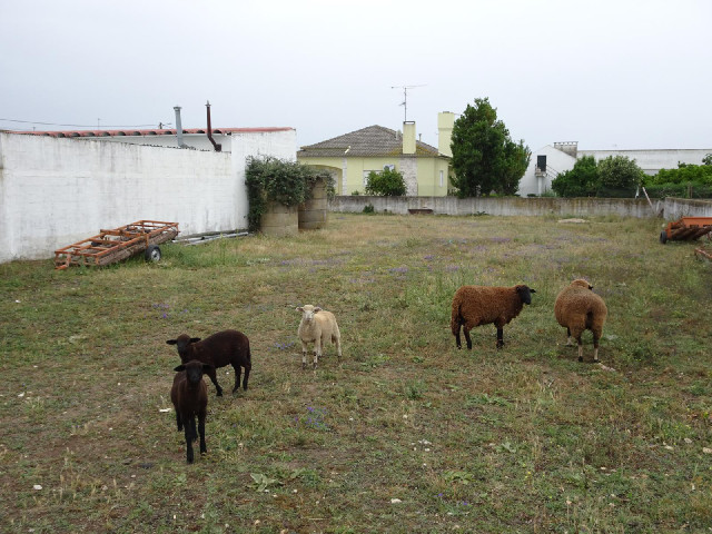 The barking of the dogs scared the sheep and set them bleating.