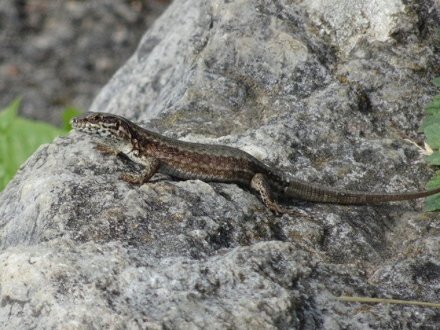 These have been running across paths and roads in front of me every few days for weeks now but this ...