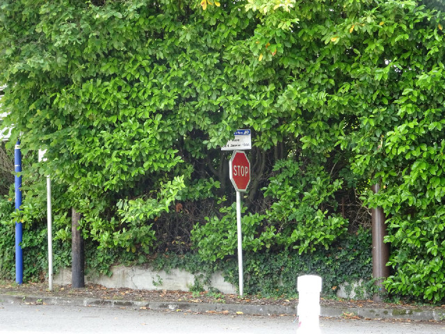 ... there's a branch blocking the view of the sign. When I first saw it I thought that I might be ab...