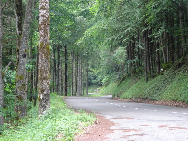 This is what the view looks like when I'm passing through woods...