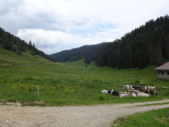 I can hear cowbells.