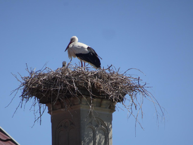 These are real storks. The ones in ...