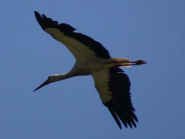 A real stork.