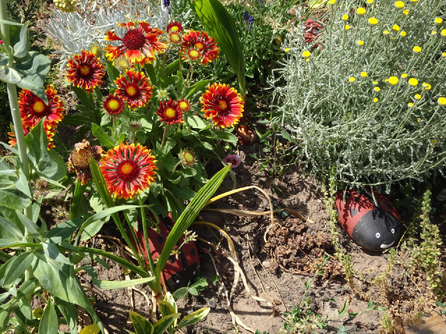 Rocks painted like ladybirds.