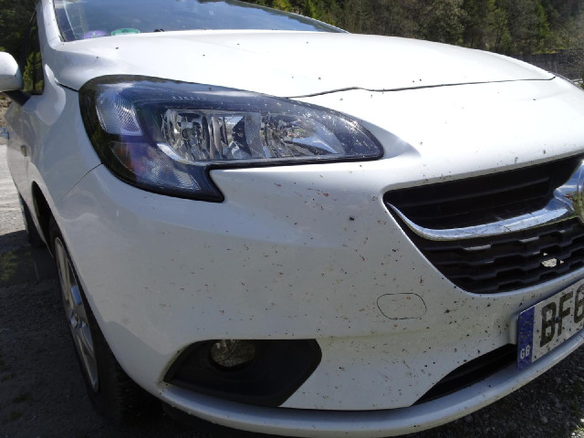 A problem with having a white car is that the dead insects really show up on it. I picked most of th...