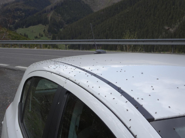 Now the right side of the car has attracted loads of live flies.