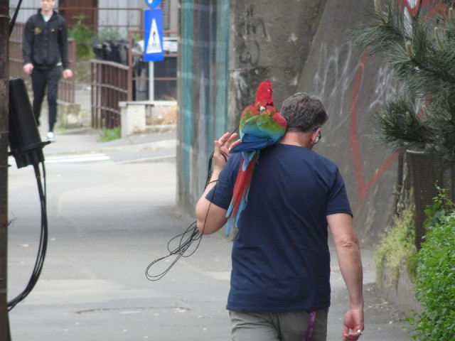 This man just walked past me with a parrot.