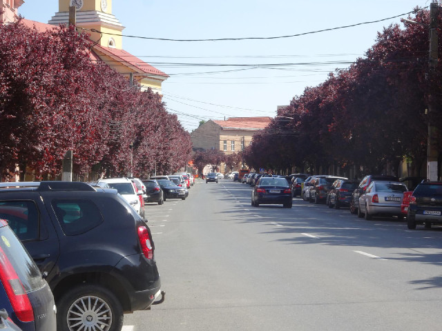 The trees in 16th December Street are a strange colour for this time of year.