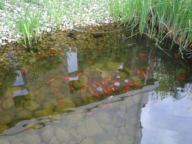 Fish in front of the hotel.