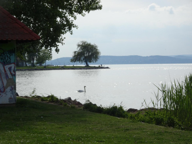 The are a lot of bird noises around here: quacks coming from the water and squawks coming from the l...