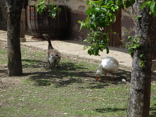 ... and some geese.