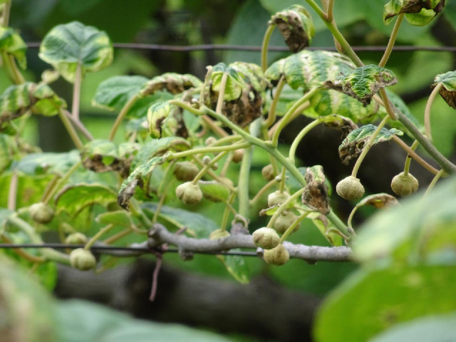 The buds of grape flowers.