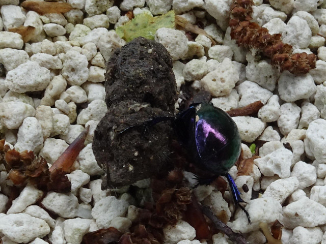 A dung beetle doing what it does.