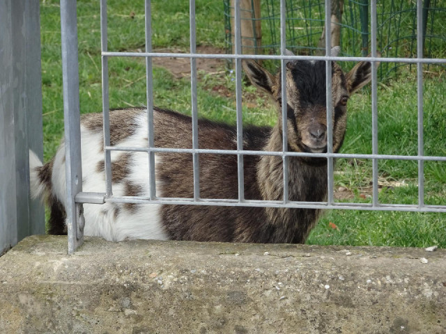 I've come to today's first road and been greeted by a little goat. It's one of several in the garden...
