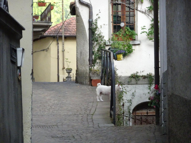 Once it saw me, the little dog came and barked round my legs.