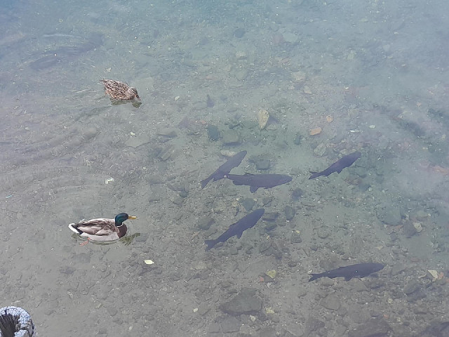While eating breakfast I could watch the fish and ducks.