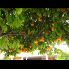 Orange trees!