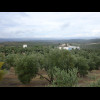 A view across olive groves.
