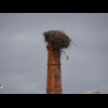 I would say that there is a greater density of storks here than anywhere else where I've been. This ...