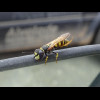 A tiny wasp which took a liking to the top of my car window.