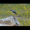 A grey wagtail. I guessed that it was some kind of wagtail because that was what it was doing.