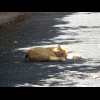 ... and looking down a side alley we see a cat sleeping in the shade.