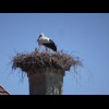 These are real storks. The ones in ...