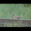 A pheasant on the tracks outside my window...