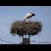 I think it's got babies in there. If you look immediately to the right of the stork's beak, between ...