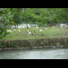 Goats and donkeys on an island between the River Po and the canal.