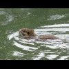 A beaver.