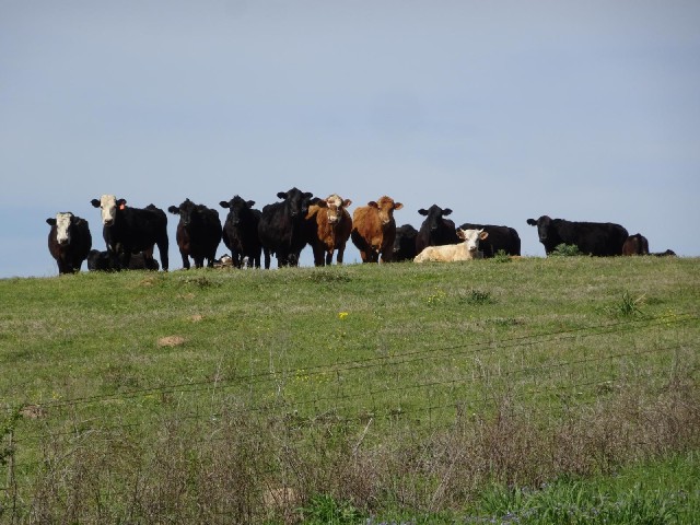 They like to watch me.