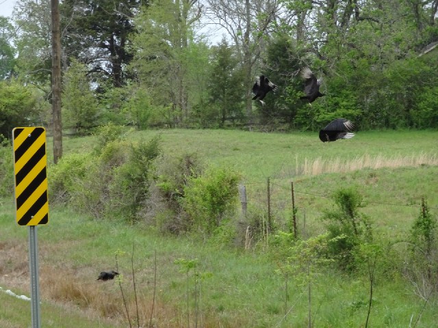 Vultures.