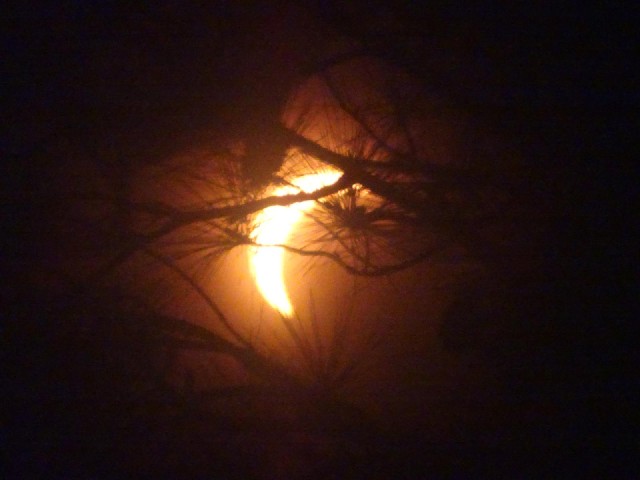 Here's what it looks like through a tree.