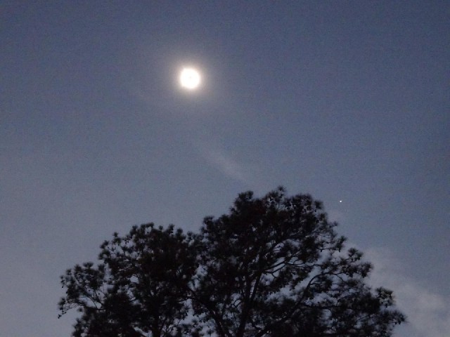 The bright dot to the right of the tree is Venus. Mercury should be in the shot too but I can't see ...