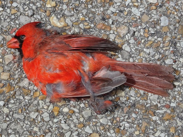 When a bright red bird flew past me on my first day in Dallas, I thought I would be seeing them ever...