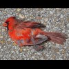 When a bright red bird flew past me on my first day in Dallas, I thought I would be seeing them ever...