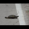 This turtle was crossing the road surprisingly fast. I stopped as soon as I saw it but even so I mus...