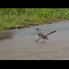 Another bird running away from me.