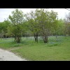 I don't think these are bluebells, not even Texas bluebells, which are a real thing.