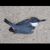 A dead bird on the pavement.