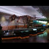 Judging from the publicity material that I've seen about the museum, I would say that Sue the T-Rex ...