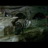 Rockhopper penguins.