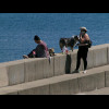 Dogs on the sea wall.