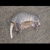 The best-preserved dead armadillo I've seen.