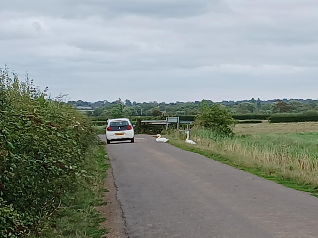 As I was riding along this road, those two swans climbed out of the ditch ahead of me and one sat do...