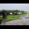 Those sheep are probably just sheltering from the driving rain but they look like they are waiting f...