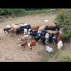 Cows.